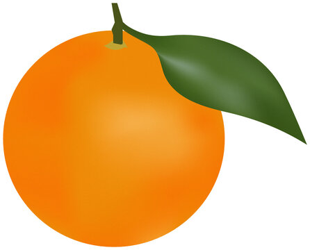 orange fruit vector png