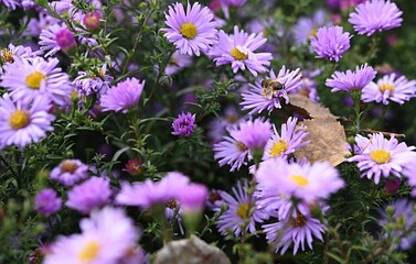 a bee sits on a purple october flower. late fall. floral background. Astra New Belgian