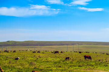 Cow pasture in green steppe meadow. Herd of cows in the pasture. Typical landscape of Taman peninsula.
