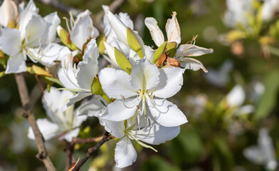 Photography of beautiful plants in the garden.	