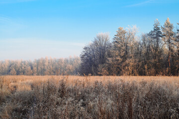 Late fall landscape with autumn trees. Sunny morning trees in frost.