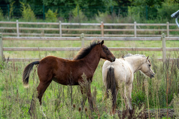 Fototapeta premium foal horse in the field playing with another horse