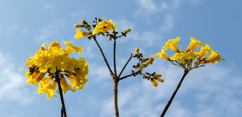 Photo of the Yellow ipê flower.	