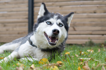 adult dog Husky