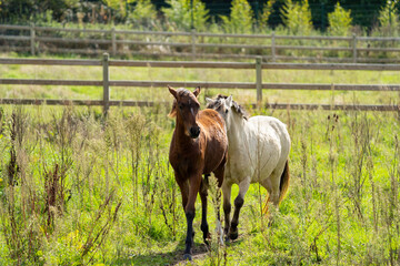 Naklejka na ściany i meble foal horse in the field playing with another horse