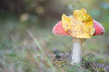 fly agaric