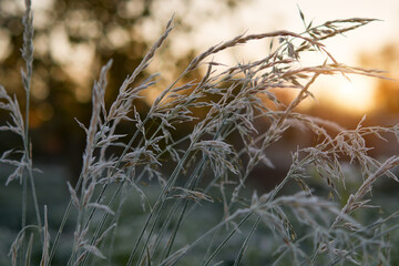 frosted plants