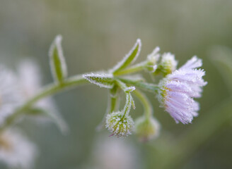 Fototapeta premium frozen chamomile flower