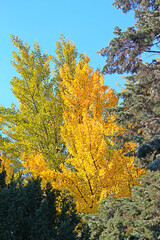 botanical garden in early autumn
