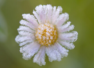 frozen chamomile flower