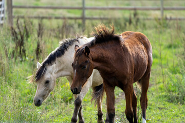 foal horse in the field playing with another horse