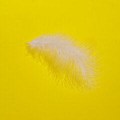 Creative layout with white soft feather on bright yellow background. Visual trend. Minimalistic aesthetic still life with shadow. Fresh idea