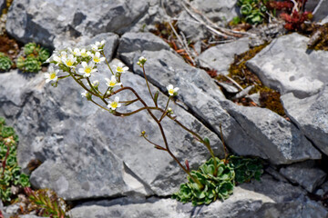 Alpine saxifrage, encrusted saxifrage // Rispen-Steinbrech (Saxifraga paniculata) - Montenegro