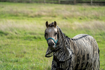 horse in the field with an anti-insect horse rug