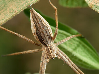 European Nursery Web Spider. Pisaura mirabilis.  