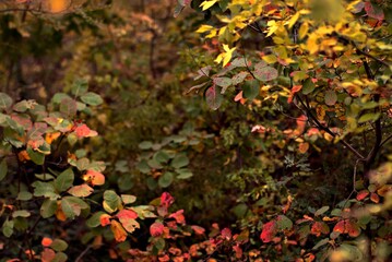 Fototapeta premium Frame of autumn leaves, colorful autumn landscape of a forest glade of bright autumn leaves on a tree, yellow, red and green colors background, selective focus, bokeh, blurred background