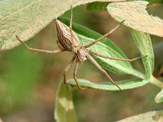 European Nursery Web Spider. Pisaura mirabilis.  