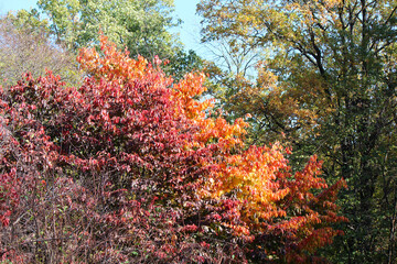Fototapeta na wymiar botanical garden in early autumn