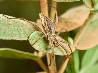 European Nursery Web Spider. Pisaura mirabilis.  