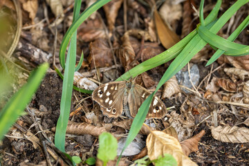 butterfly on the ground with perfect camouflage