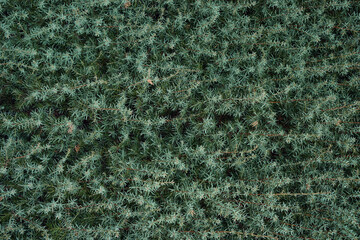 Branches of juniper common , textured background.