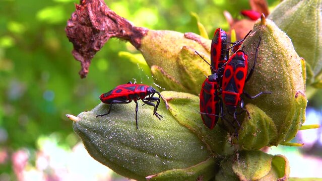 The firebug (Pyrrhocoris apterus), insects suck juices from mallow fruit