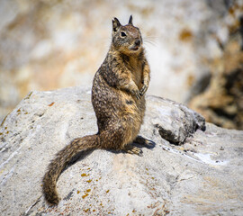 Cute squirrel standing on a rock - Powered by Adobe