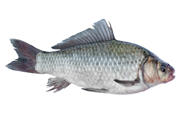 Crucian carp live fish isolated on transparent background