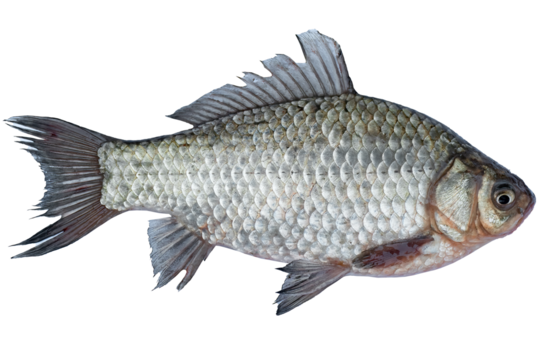 Crucian carp live fish isolated on transparent background