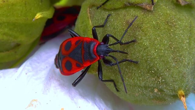 The firebug (Pyrrhocoris apterus), insects suck juices from mallow fruit