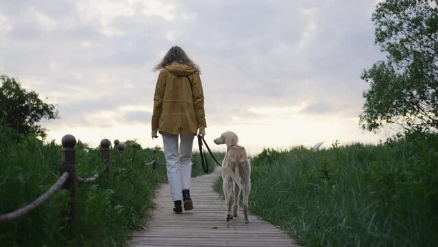 4k Young woman walks with adult dog along beach in countryside spbd. Back view of beautiful female leading cute pet and walking along pier among vegetation, resting outdoors. Lady owner strolls with