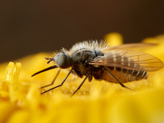 Bee Flies on a flower. Genus Parageron.  