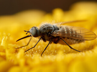 Bee Flies on a flower. Genus Parageron.  