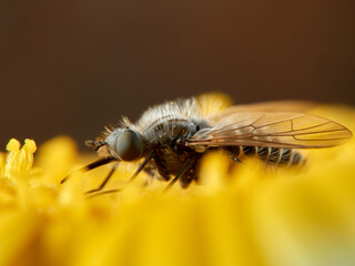 Bee Flies on a flower. Genus Parageron.  
