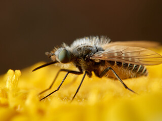 Bee Flies on a flower. Genus Parageron.  