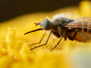 Bee Flies on a flower. Genus Parageron.  