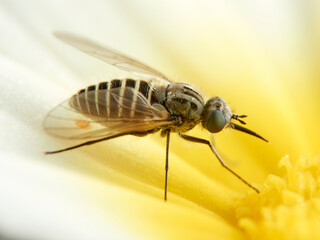 Bee Flies on a flower. Genus Parageron.  