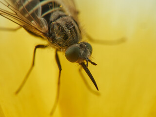Bee Flies on a flower. Genus Parageron.  