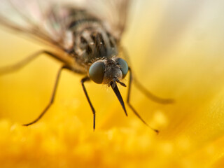 Bee Flies on a flower. Genus Parageron.  