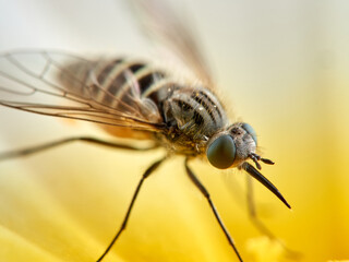 Bee Flies on a flower. Genus Parageron.  