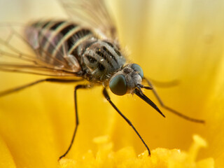 Bee Flies on a flower. Genus Parageron.  
