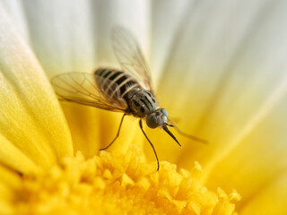 Bee Flies on a flower. Genus Parageron.  