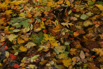 Background texture of autumn colored leaves in water