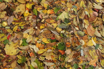 Background texture of autumn colored leaves in water