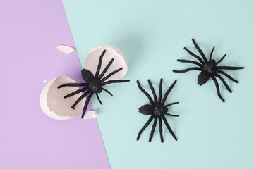 Creative Halloween layout. Spiders with eggshell on two tone pastel background. Conceptual pop. Minimal still life.