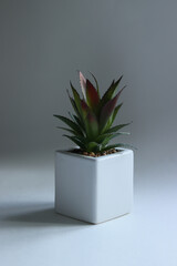 aloe in a pot on a white background.aloe dissolves in water.a flower in a pot on a white background.