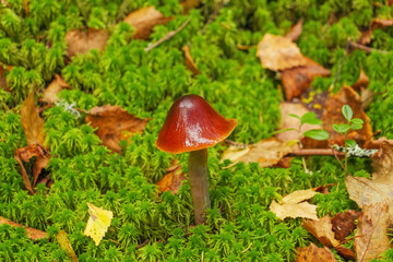 small mushroom in the forest growing in green moss between fallen leaves