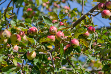 Red and green apples hangs on the branch of apple tree in orchard in autumn sunny day. Selective focus. Natural organic food theme.