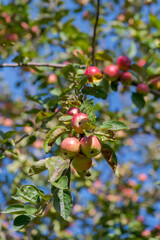 Red and green apples hangs on the branch of apple tree in orchard in autumn sunny day. Selective focus. Natural organic food theme.