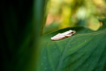 This unique and contrasting white tree frog is sitting quietly on a wide green leaf in the middle of the forest, close up and bokeh photographed